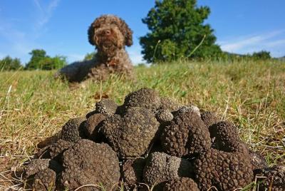 Caza de trufas con perro y cazador, degustación de alimentos incluida- Umbria, Italia Caza de trufas con perro y cazador, degustación de alimentos incluida- Umbria, Italia