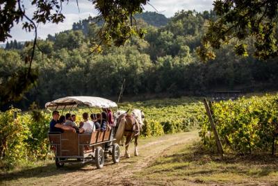 Paseo en carruaje por los viñedos con degustación de vinos en Umbría Paseo en carruaje por los viñedos con degustación de vinos en Umbría