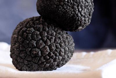 Excursión de un día: caza de trufas con almuerzo + equitación + degustación Excursión de un día: caza de trufas con almuerzo + equitación + degustación