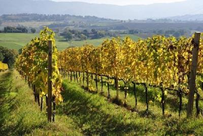 Septiembre 2021 - Paquete Semana de la Vendimia y Semana del Vino - precio en habitación doble compartida