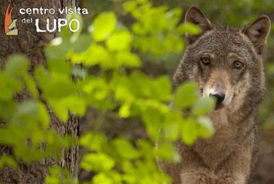 Wolf Visitor Center - Visita guiada