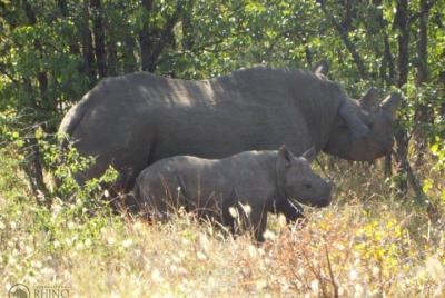 Visita Guided Falls, African Village Tour y Night Game Driver con cena de Bush