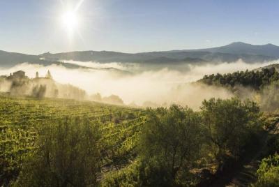 Viaje del vino Brunello di Montalcino desde Siena Viaje del vino Brunello di Montalcino desde Siena