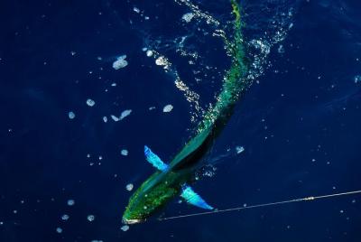 Excursión privada de pesca de día completo en alta mar en Villanova