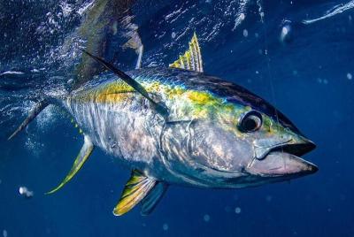 Pesca privada de atún rojo en Villanova