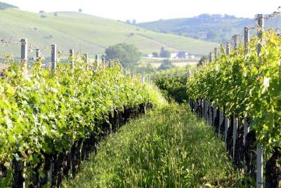 Experiencia Barbaresco