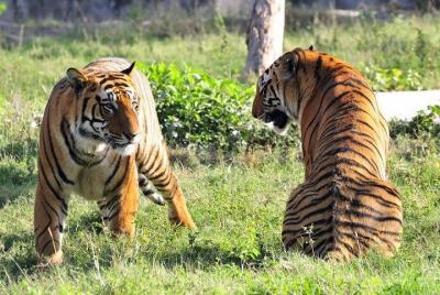 Tour de 5 días a Delhi, Agra, Jaipur, Ranthambhore con vuelo come Tour de 5 días a Delhi, Agra, Jaipur, Ranthambhore con vuelo come