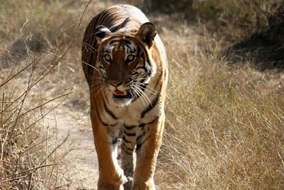 Bhadra Wildlife Sanctuary y Hassan de Bangalore