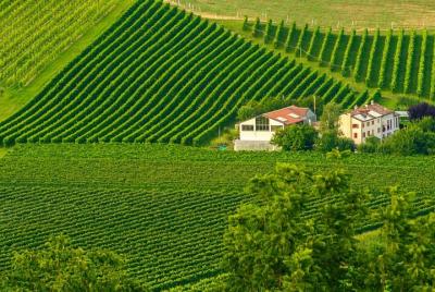 Tour privado de degustación de Prosecco orgánico de día completo desde Venecia
