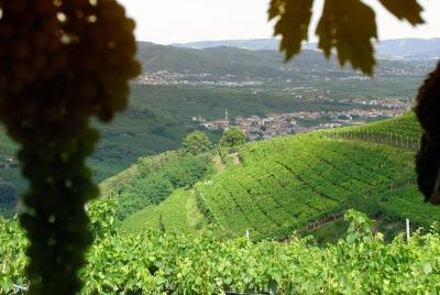 Tour del vino Amarone-Soave. Visita a Verona. Desde venecia