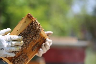Visite un colmenar de abejas y pruebe la miel local