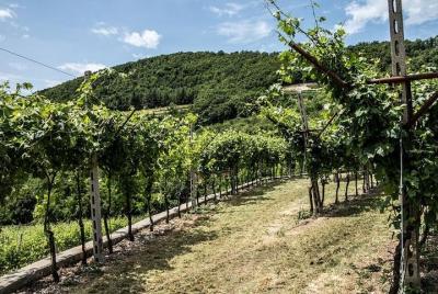 Tour especial de vinos de Verona con 3 experiencias de cata de vinos.