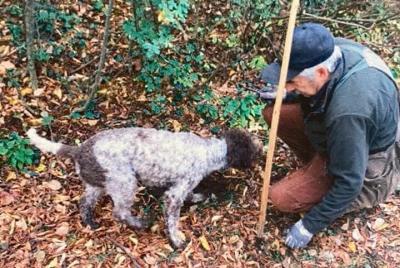 Desde Verona: la experiencia de la caza de trufas en el bosque