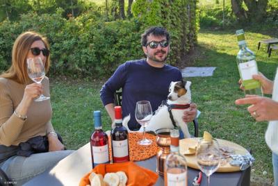 Tour de viñedos y degustación de 6 vinos de Garda en Castelnuovo del Garda