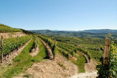 Experiencia de degustación de vinos Amarone en el Cantine Tommasi de Verona