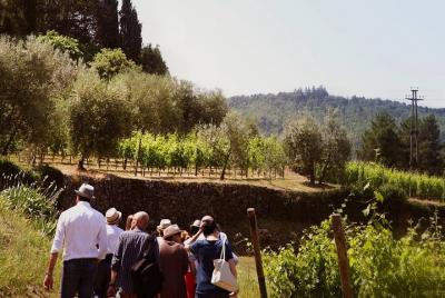 Degustación de vino Amarone en Verona para pequeños grupos.