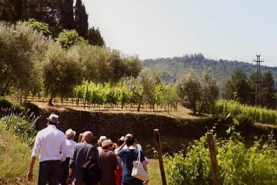 Experiencia de degustación de vinos Valpolicella y Amarone en Verona