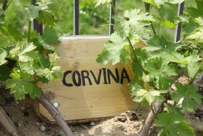 Degustación de vinos orgánicos de Valpolicella en Fumane