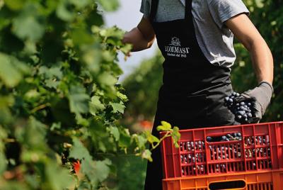 Degustación de vinos Amarone en Verona en Cantine Tommasi