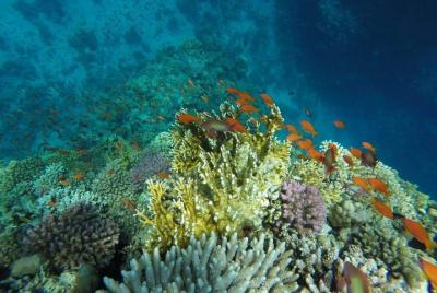 Giftun Island Sea Trip VIP (Orange Bay _Paradise Island)