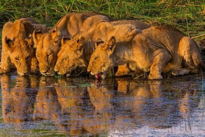 Excursión de un día a Chobe desde las cataratas Victoria, Zimbabwe