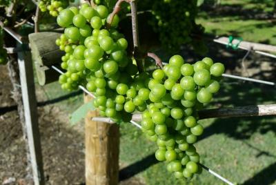 Visita guiada degustación de vinos de Txakoli y degustación de vinos y productos típicos.