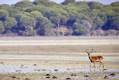 Excursión privada de un día desde la ciudad de Jerez: al Parque Nacional de Doñana y Sanlúcar