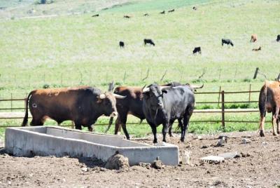 Escapada de un día a la campiña andaluza desde Jerez