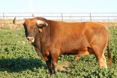 Espectáculo de caballos andaluces y visita a Medina Sidonia desde Cádiz