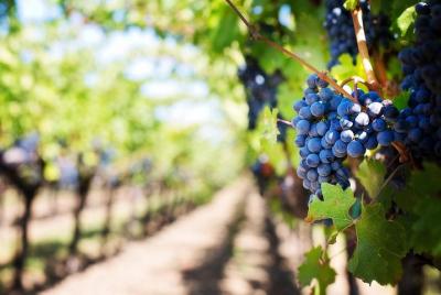 Tour de cata de vinos de día completo y degustación de vinos de Fez Tour de cata de vinos de día completo y degustación de vinos de Fez