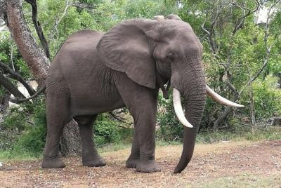 Sunset Cruise y Chobe Safari Combo de día completo