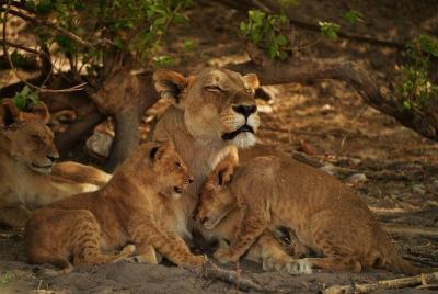Camping Safari de 2 días en el Parque Nacional Chobe desde Victoria Falls