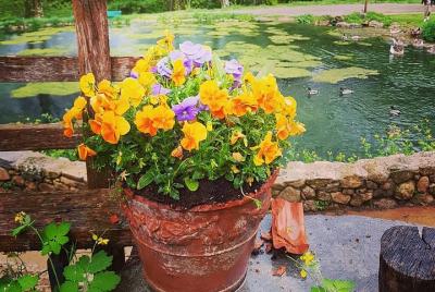 Experiencia gastronómica y cultural única. Molino de agua y cascada. Experiencia gastronómica y cultural única. Molino de agua y cascada.