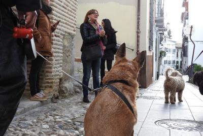 Visita guiada al realejo con perros