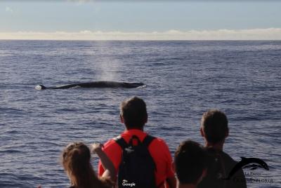 Ballenas y delfines, además de lugares destacados costeros en La Palma con biólogos marinos