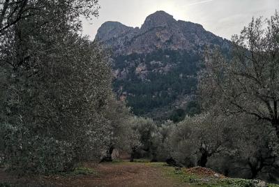 Olive Oil Culture + Tasting