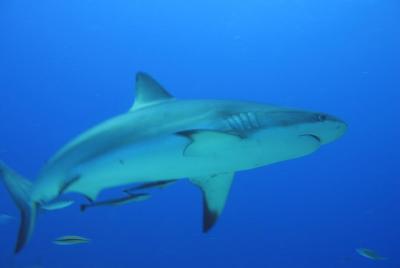 Curso de Buceo Open Water Diver PADI