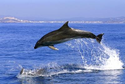 Viaje de un día de duración desde la Costa del Sol a Gibraltar para avistar delfines Viaje de un día de duración desde la Costa del Sol a Gibraltar para avistar delfines