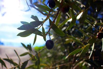 Ruta del aceite de oliva y las montañas: grupo pequeño, cata de aceite y almuerzo incluido Ruta del aceite de oliva y las montañas: grupo pequeño, cata de aceite y almuerzo incluido
