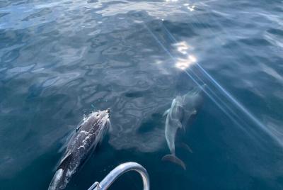 Navegación en Velero y Avistamiento de Delfines en Marbella Navegación en Velero y Avistamiento de Delfines en Marbella