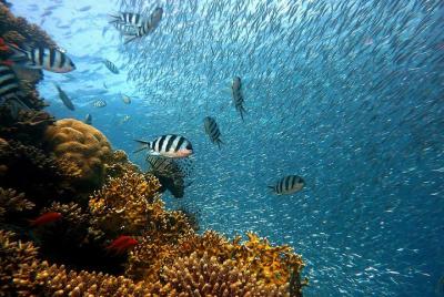 Bautismo de Buceo Bautismo de Buceo