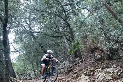 Visita guiada en BTT por el bosque de Bellver y la montaña de Na Burguesa Visita guiada en BTT por el bosque de Bellver y la montaña de Na Burguesa