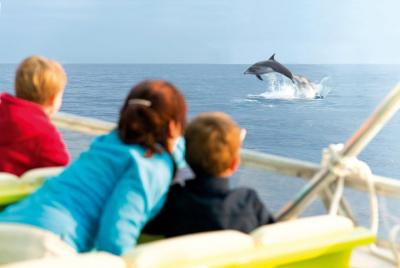 Excursión de vela al amanecer en Mallorca con avistamiento de delfines Excursión de vela al amanecer en Mallorca con avistamiento de delfines