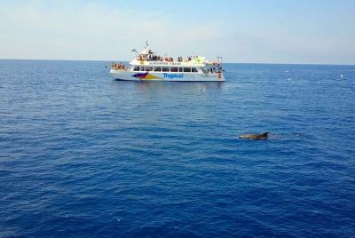 Avistamiento de Delfines en Mallorca con Almuerzo Avistamiento de Delfines en Mallorca con Almuerzo