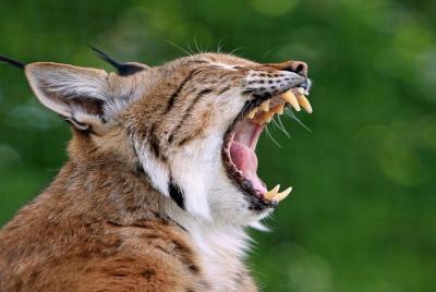 Parque Nacional de Doñana: excursión privada de un día desde la Costa del Sol