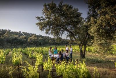 Recorrido vinícola privado con tapas por Ronda, salida desde Marbella