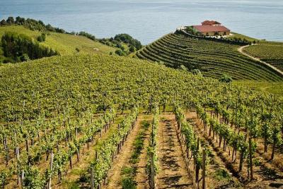 Excursión privada de día completo por el País Vasco, con cata de vinos y quesos desde San Sebastián Excursión privada de día completo por el País Vasco, con cata de vinos y quesos desde San Sebastián
