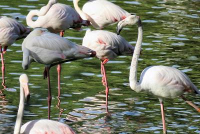 Visita guiada en 4x4 al Parque Nacional de Doñana y El Rocío desde Sevilla Visita guiada en 4x4 al Parque Nacional de Doñana y El Rocío desde Sevilla