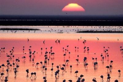 El Parque Nacional de Doñana: Recorrido de un día en 4x4 desde Sevilla El Parque Nacional de Doñana: Recorrido de un día en 4x4 desde Sevilla