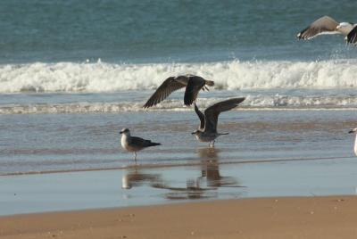 Excursión de un día al Rocío, el Parque Natural de Doñana y la playa de Matalascañas desde Sevilla Excursión de un día al Rocío, el Parque Natural de Doñana y la playa de Matalascañas desde Sevilla